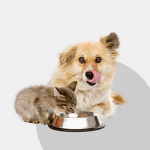 Pet food more expensive online? The President of the Office of Competition and Consumer Protection imposed a fine of almost half a million